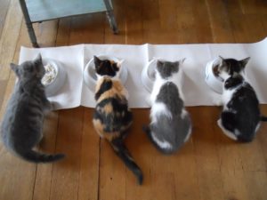 cat-family-dinners